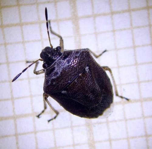 Réf. 219 553 : Eysarcoris ventralis